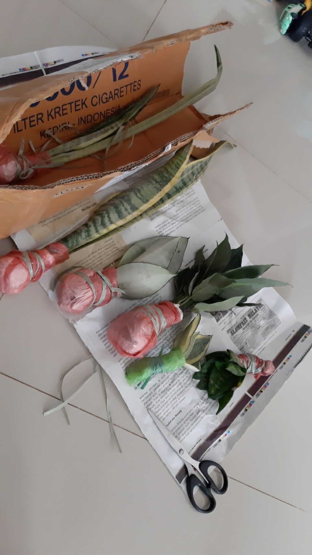 Bibit Tanaman Sepatu Vilum Bangkok Remaja