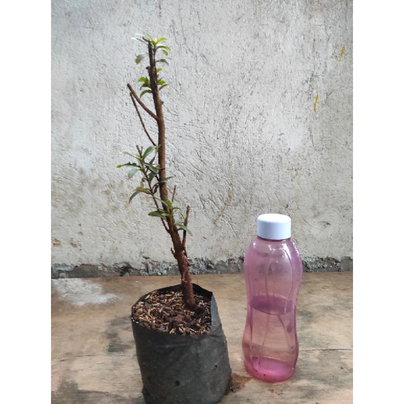 bahan bonsai asoka merah daun mikro 2