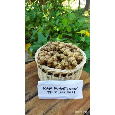 

Kunyit Hitam import (kaempferia parviflora) 1 kg