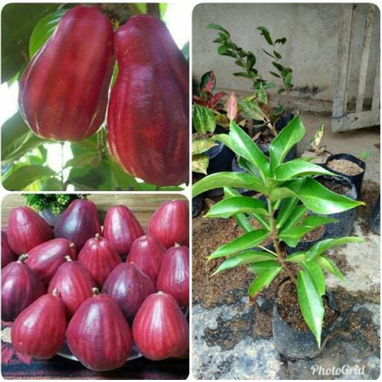 Bibit Jambu Bol  Jamaica Okulasi 50 cm Unggulan Shopee 