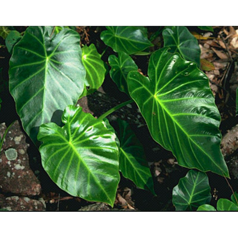 Remusatia vivipara