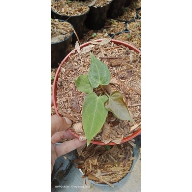 kuping gajah dark mama haibrid