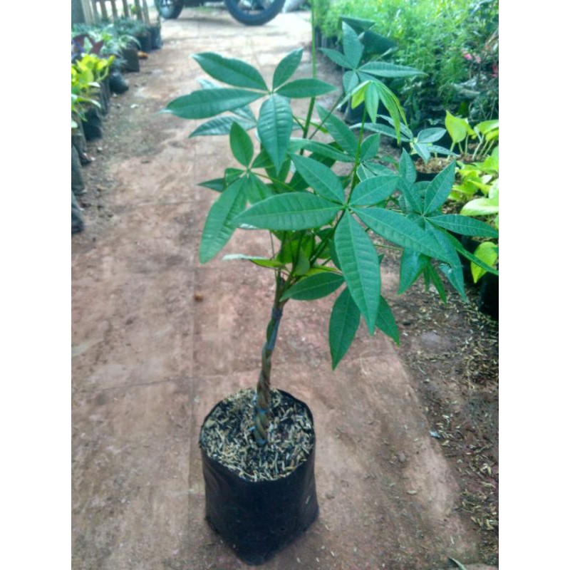 tanaman hias pachira / pohon pachira hias