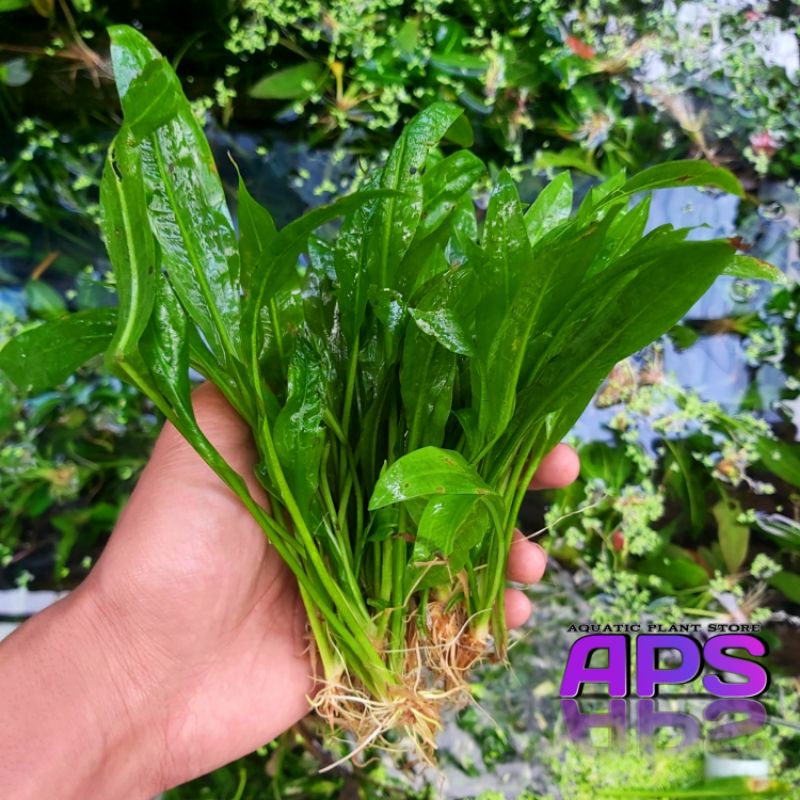 amazon sword aquascape