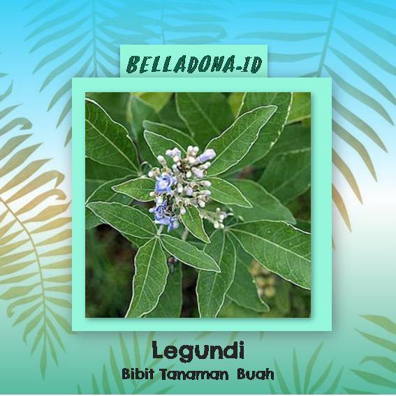 

Bibit Tanaman Herbal Legundi