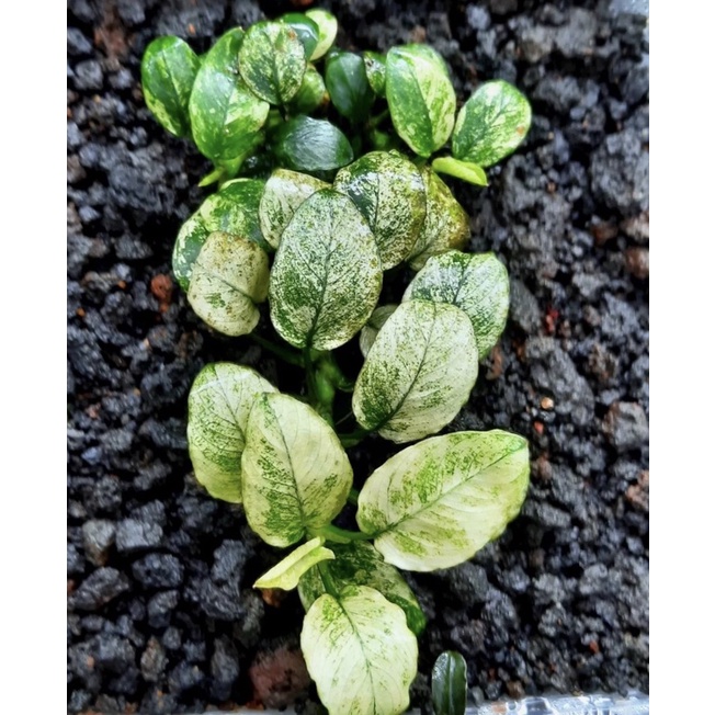 anubias pinto white 20 pcs