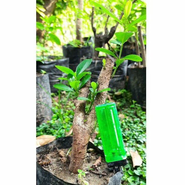 Bahan bonsai mame Juwet/ jamblang / duwet twins REALPIC