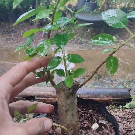 bahan bonsai mame sancang ori bibit sancang bahan bonsai sancang stekan sancang stek sancang