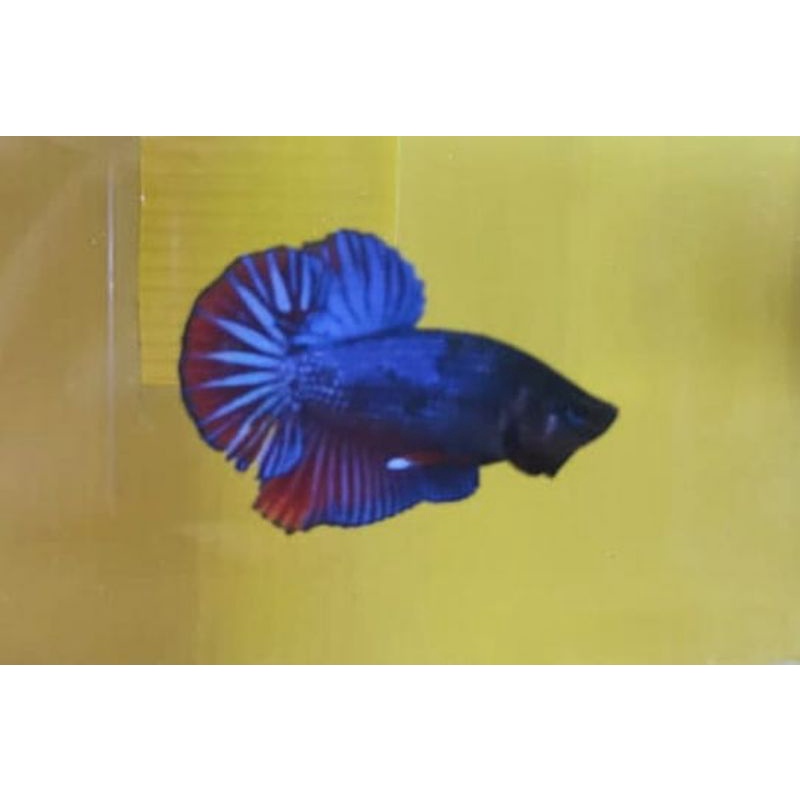 cupang baby hmpk besgel