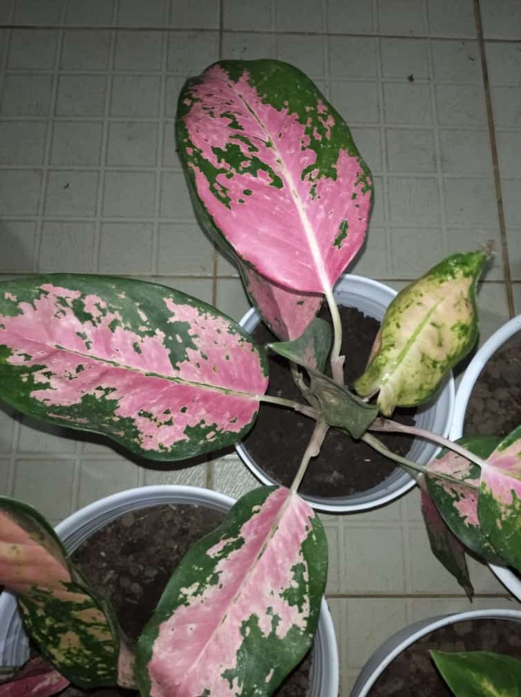 Anekagrosir | Clip Pengangkat Tutup Closet