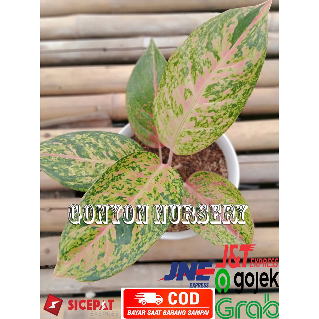 Aglonema Big Roy Murah/ Aglonema Bigroy/Tanaman Hias Aglonema Bigroy