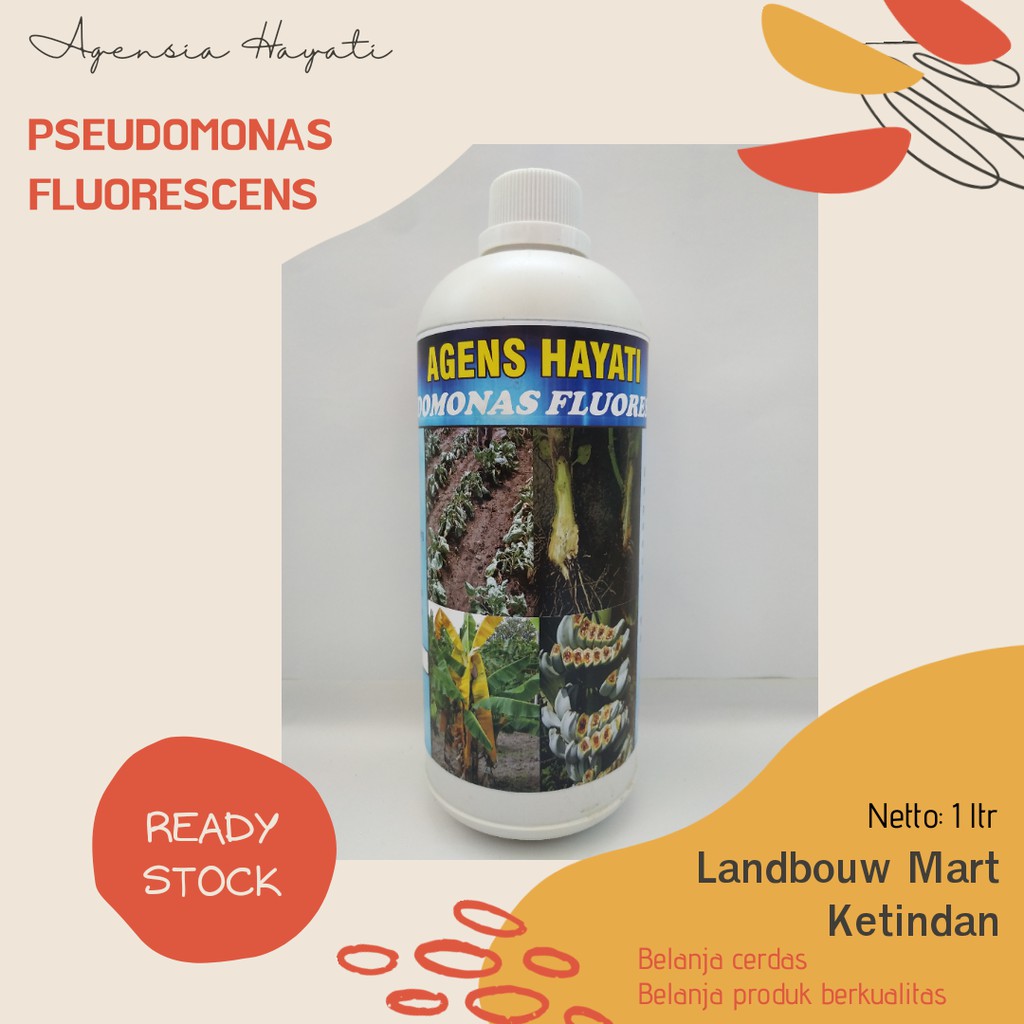Agens Hayati – Pseudomonas Fluorescens