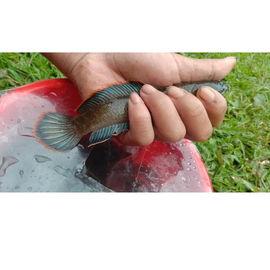 Bayar di tempat IAY72 channa Limbata 10-13cm/ obral terbatas IAY