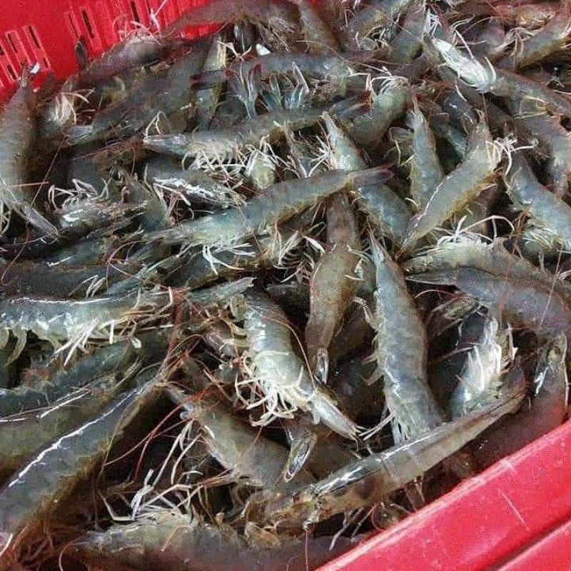 

Udang Vaname segar harian Size 50-60 per 1kg