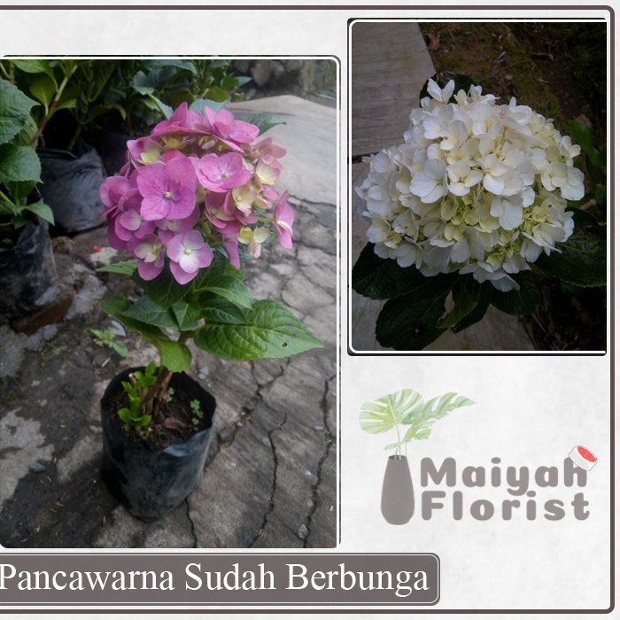 Pancawarna / Hortensia Sudah Berbunga