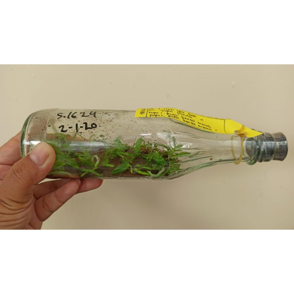 Vallenca Benih Anggrek Bulan Botol