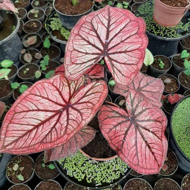 bonggol CALADIUM / red dragon cantik thailand