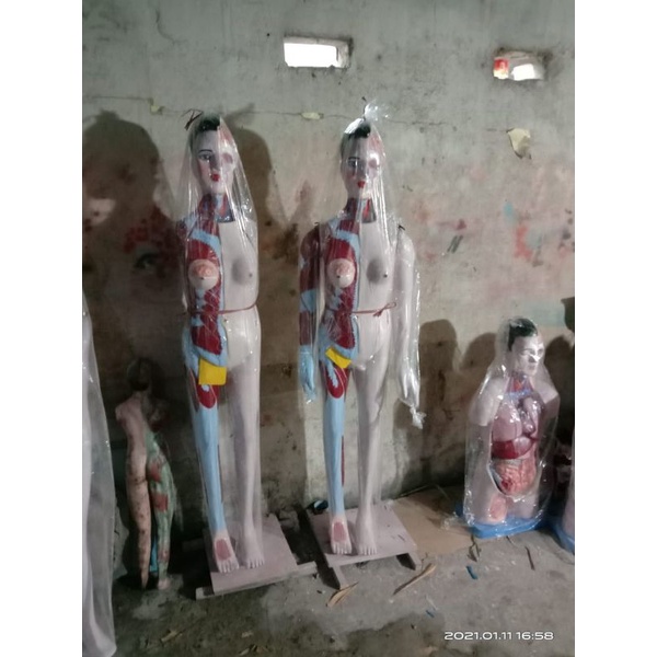 

Torso Dwi fungsi seluruh tubuh ukuran tinggi 150cm alat peraga pendidikan