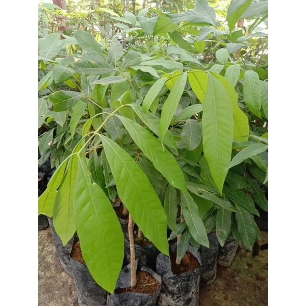 bibit kelengkeng new cristal okulasi cepat berbuah