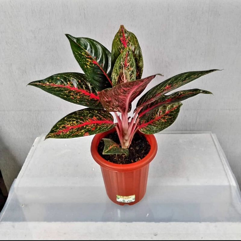 AGLONEMA HOT LADY/ HOT LADY MURAH