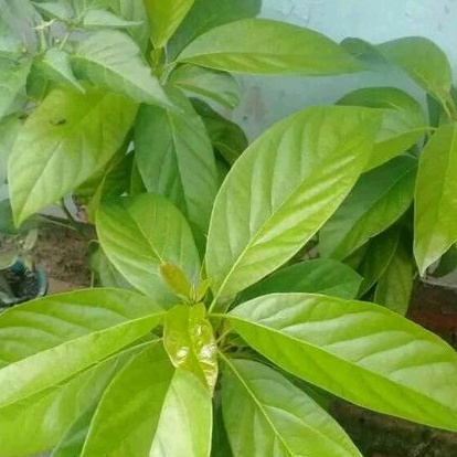 

Daun alpukat segar per 500 gram