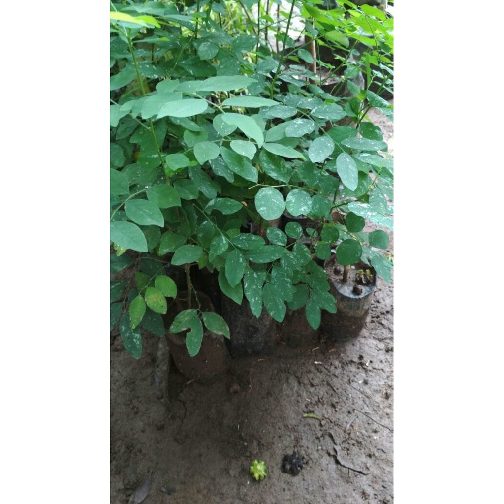 Bibit Daun Katuk