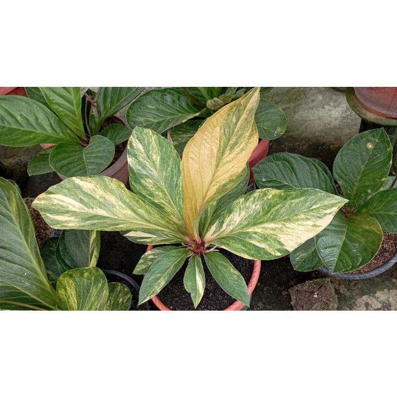 anthurium jemani tanduk variegata