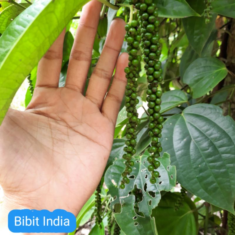 Bibit Merica India Sambung Melada Siap Tanam