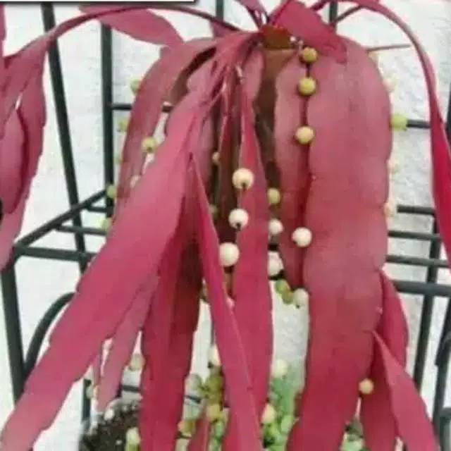 Bunga Wijaya Kusuma Tasbih -bibit wijaya kusuma tasbih