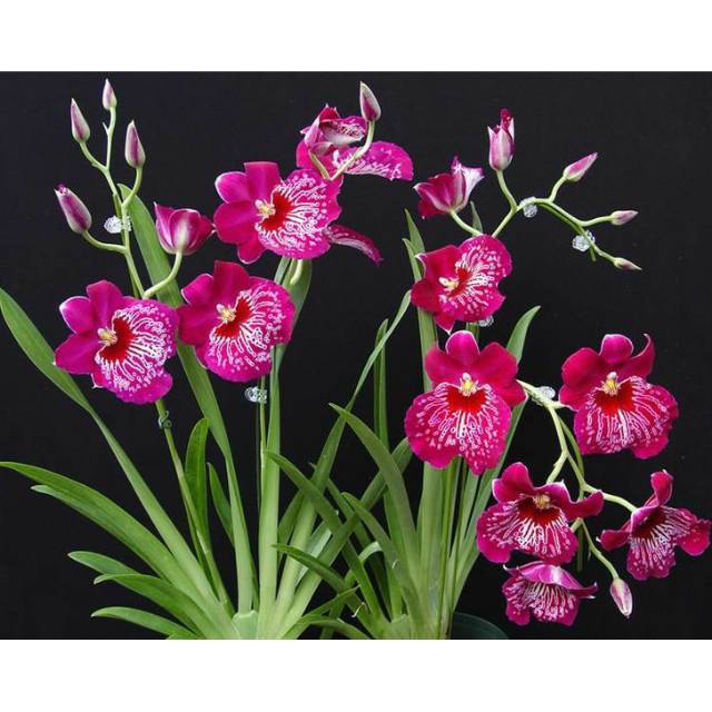 Anggrek Miltonia Hybrid - Miltoniopsis