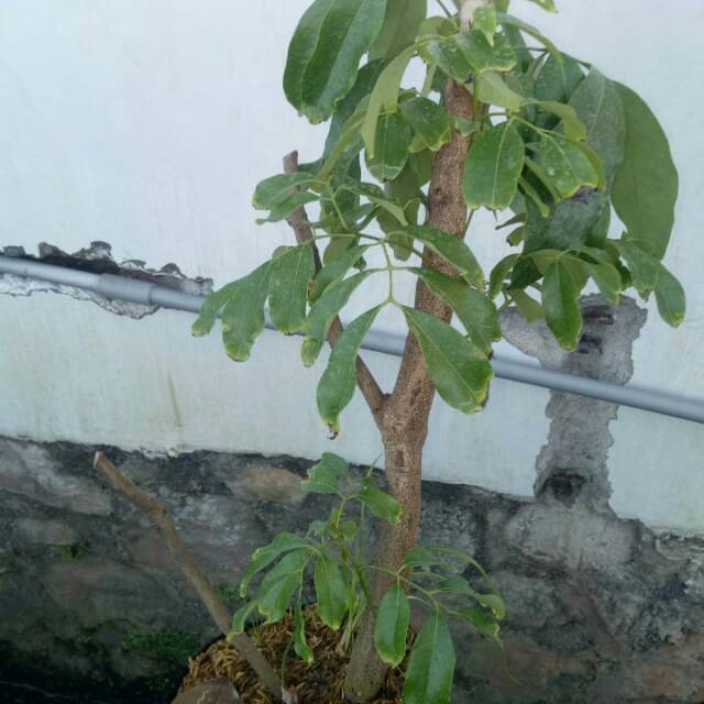 Bibit Leci Kom Batang besar