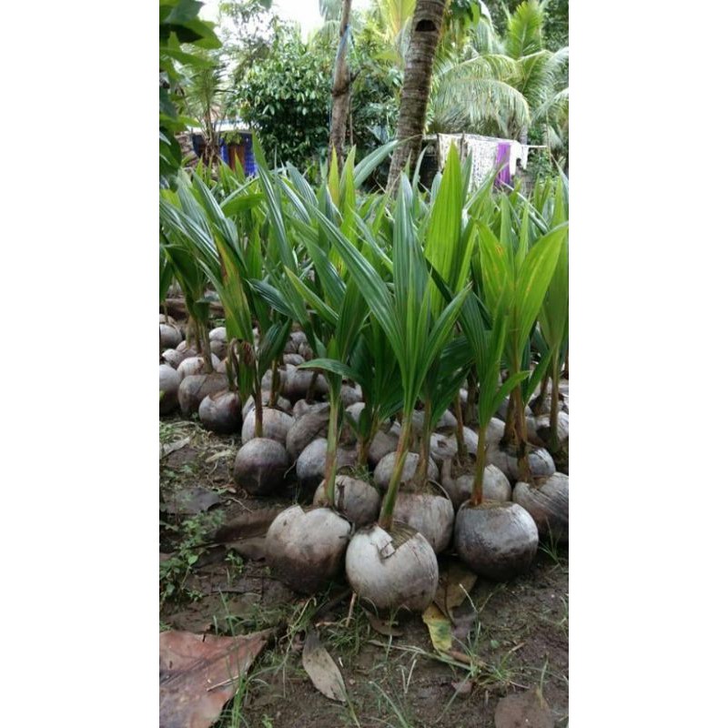 

bibitkelapa entok