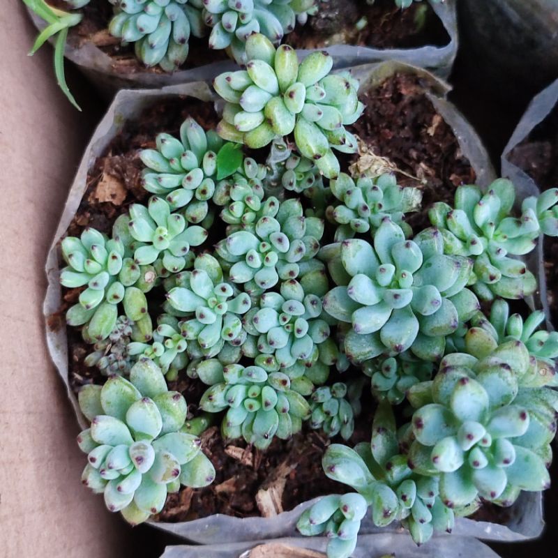 Sukulen Graptopetalum pachyphyllum / blue beans cluster