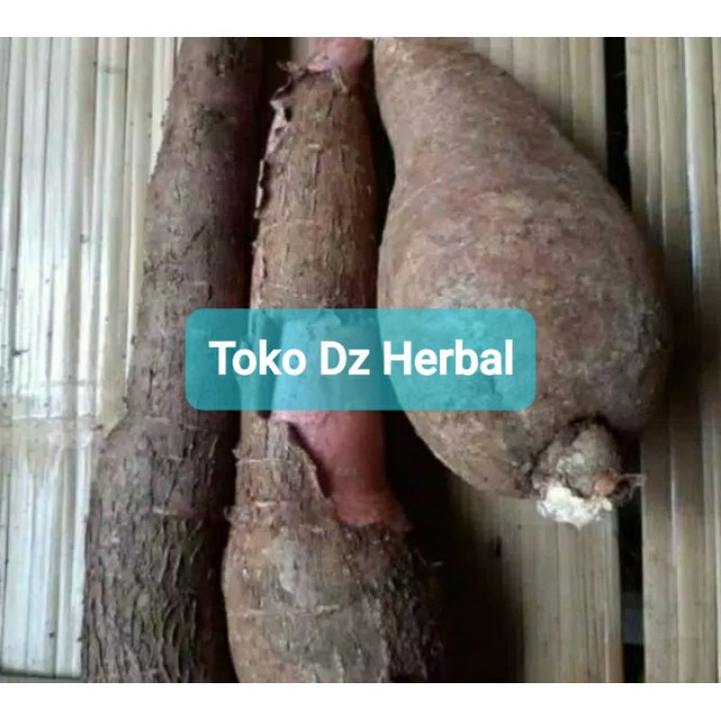 

Jual singkong racun sapi kuru segar 1 kg-az