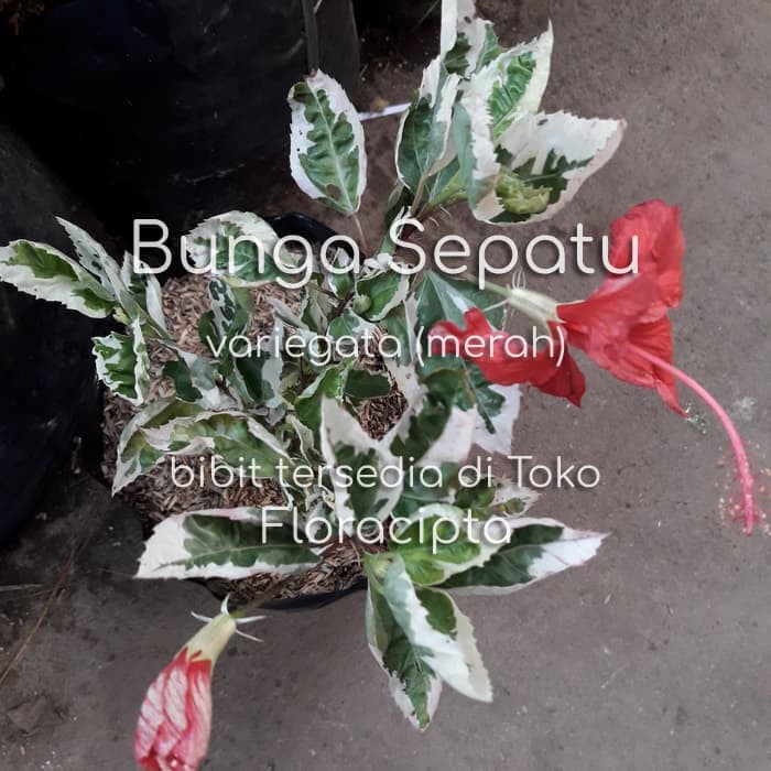 Pohon Bunga  Sepatu  Merah  Variegata  Bibit Bunga  Sepatu  