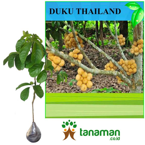Bibit Tanaman Buah Duku Thailand / Lokong