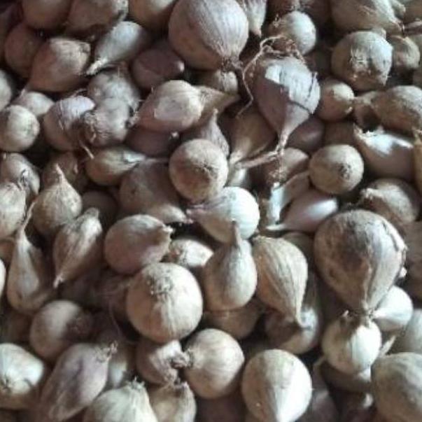 

[PROMO TNC51] Bawang Putih Tunggal / Lanang LOKAL 500 Gram Terbaru