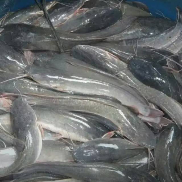 

Di jual lele konsumsi yang segar