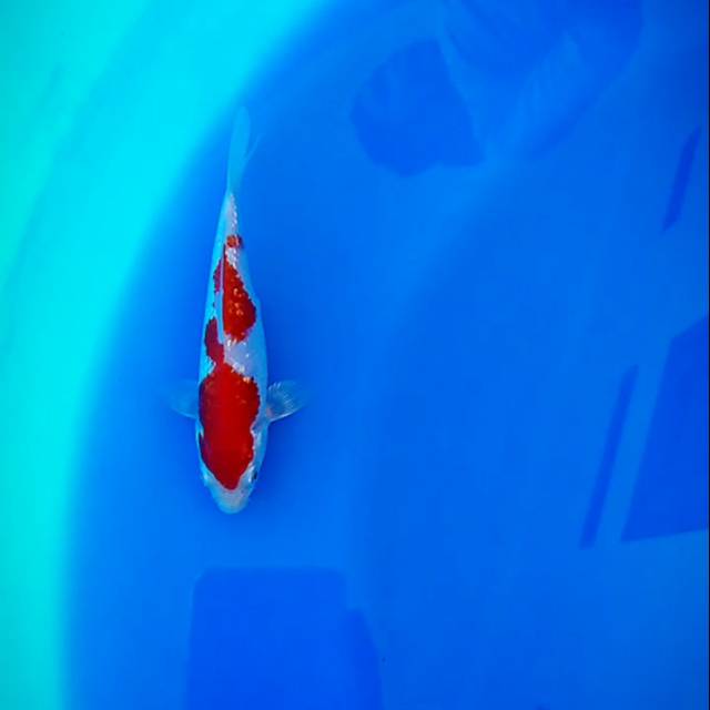 

Kohaku Ginrin
