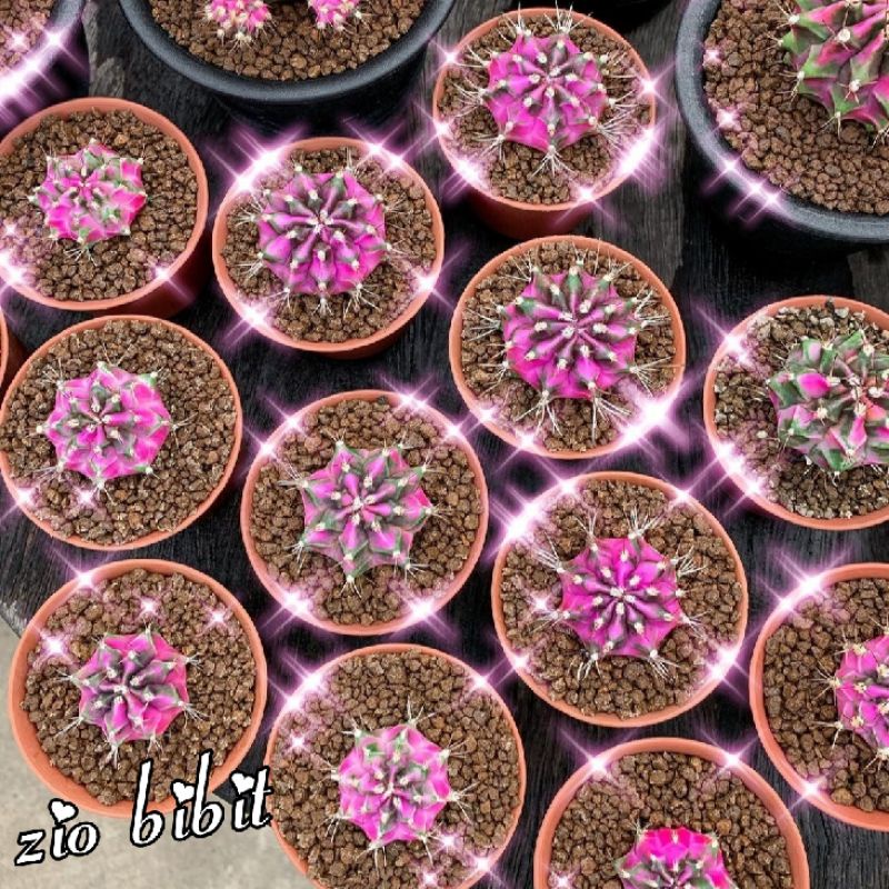 Benih bibit biji kaktus gymno variegata mix miha Lb Sp thailand