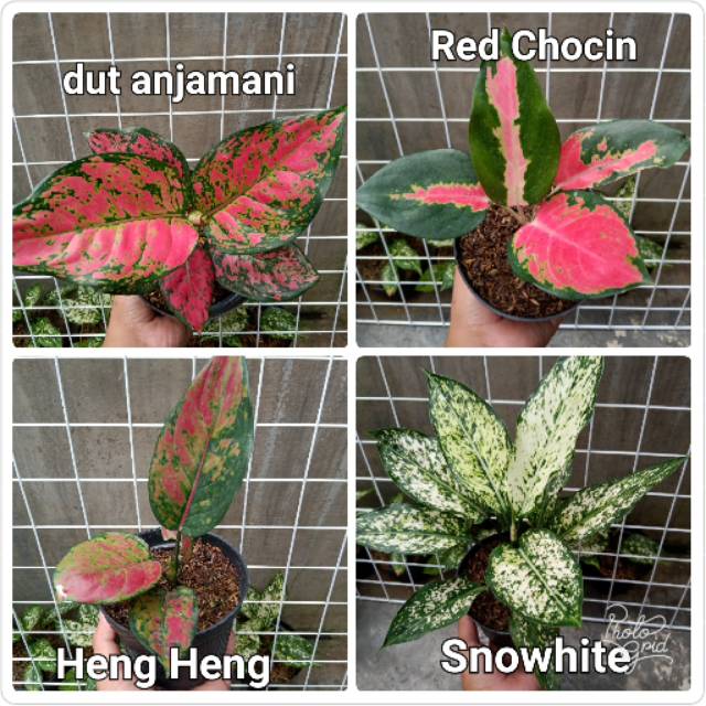 paket 4 jenis bunga aglaonema murah