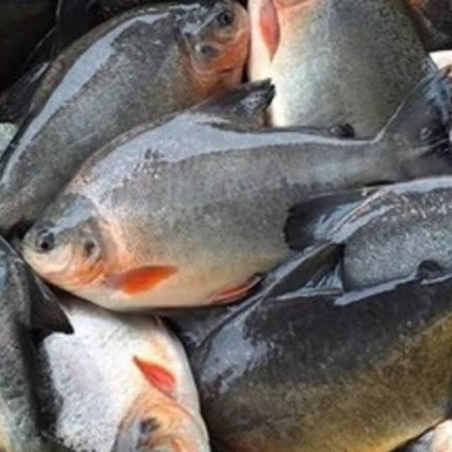 Ikan Bawal Darat Fresh Segar kiloan Hasil Laut Seafood swalayan murah jakarta