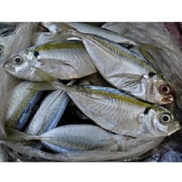 

Ikan Selar Segar Fresh Berkualitas