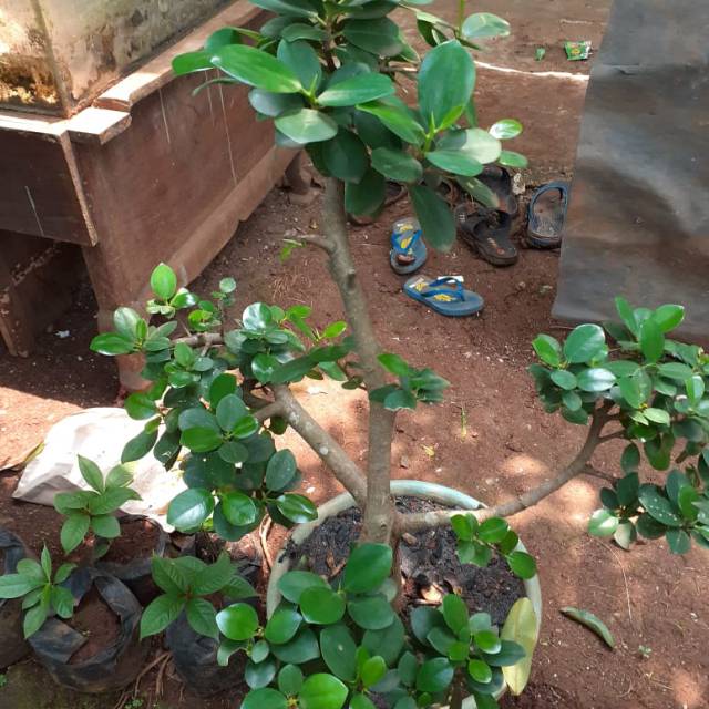 Tanaman hias bibit bonsai besar beringin korea