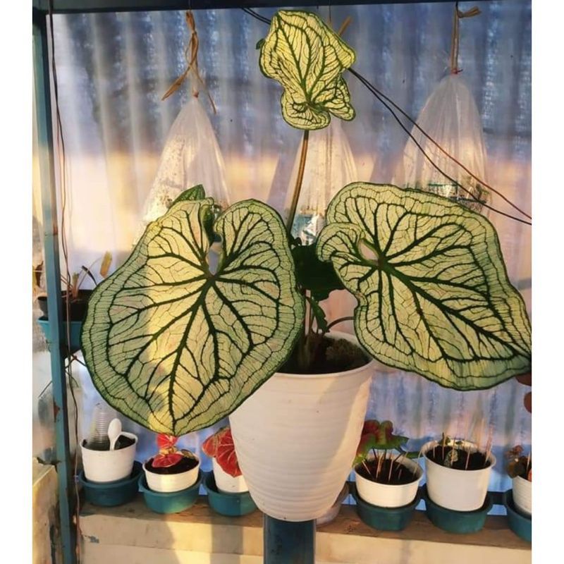 NewSalePromo umbi caladium white sanca-Caladium import hybrid thailnd