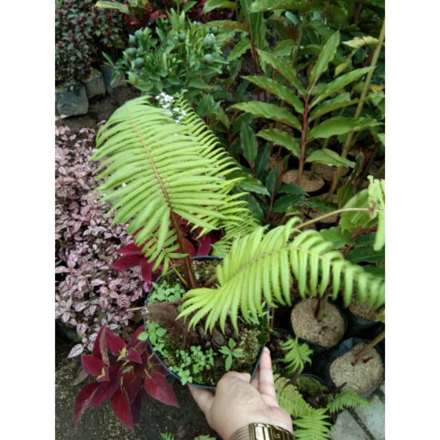 Bibit tanaman pakis hutan pakis monyet