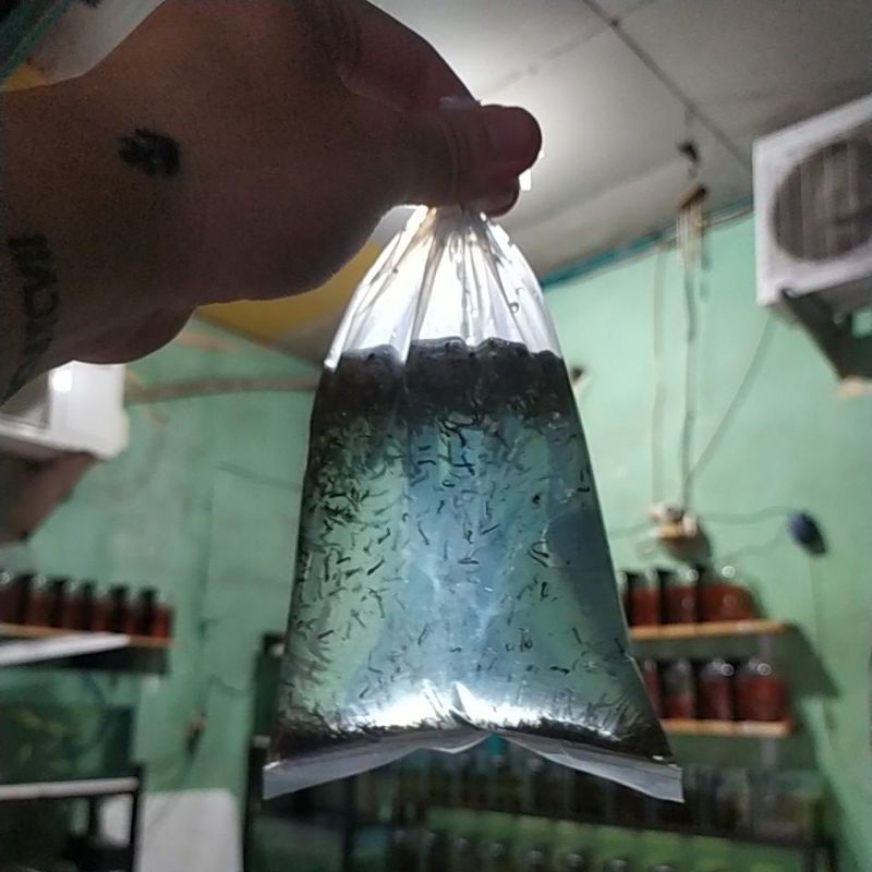 Pakan ikan Cupang Ncu hidup