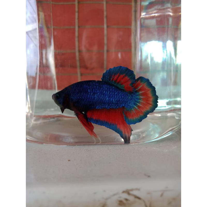 Ikan Cupang Hias plakat Besgel