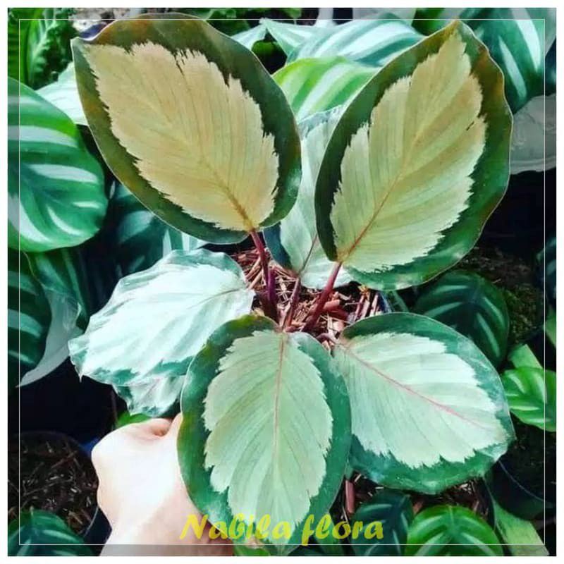 jual Tanaman Hias Calathea Picturata Argentea