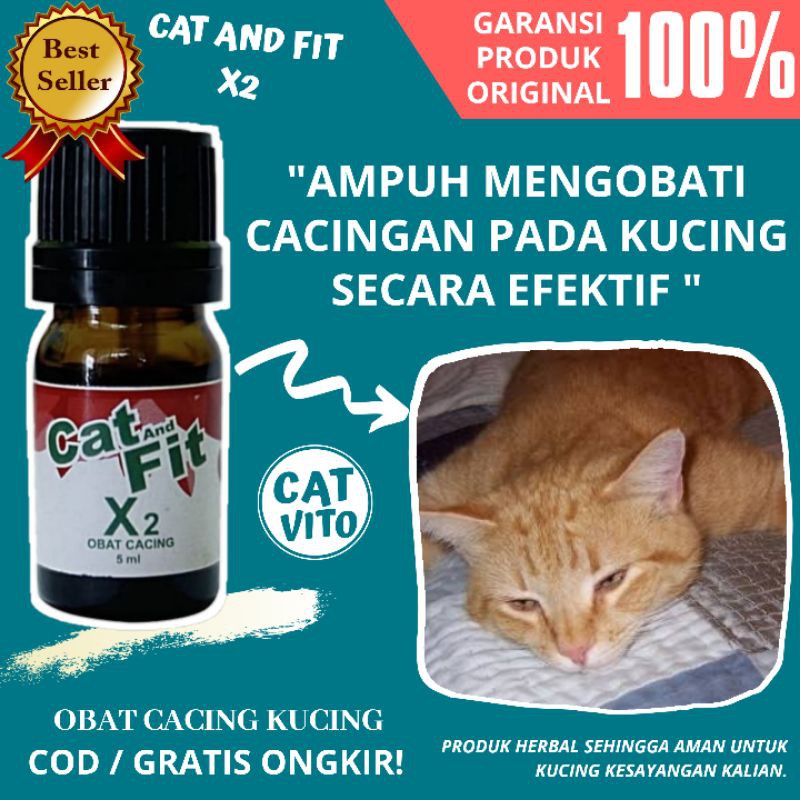 Cara Mengobati Kucing Cacingan Cepat Sembuh Goldenmaze